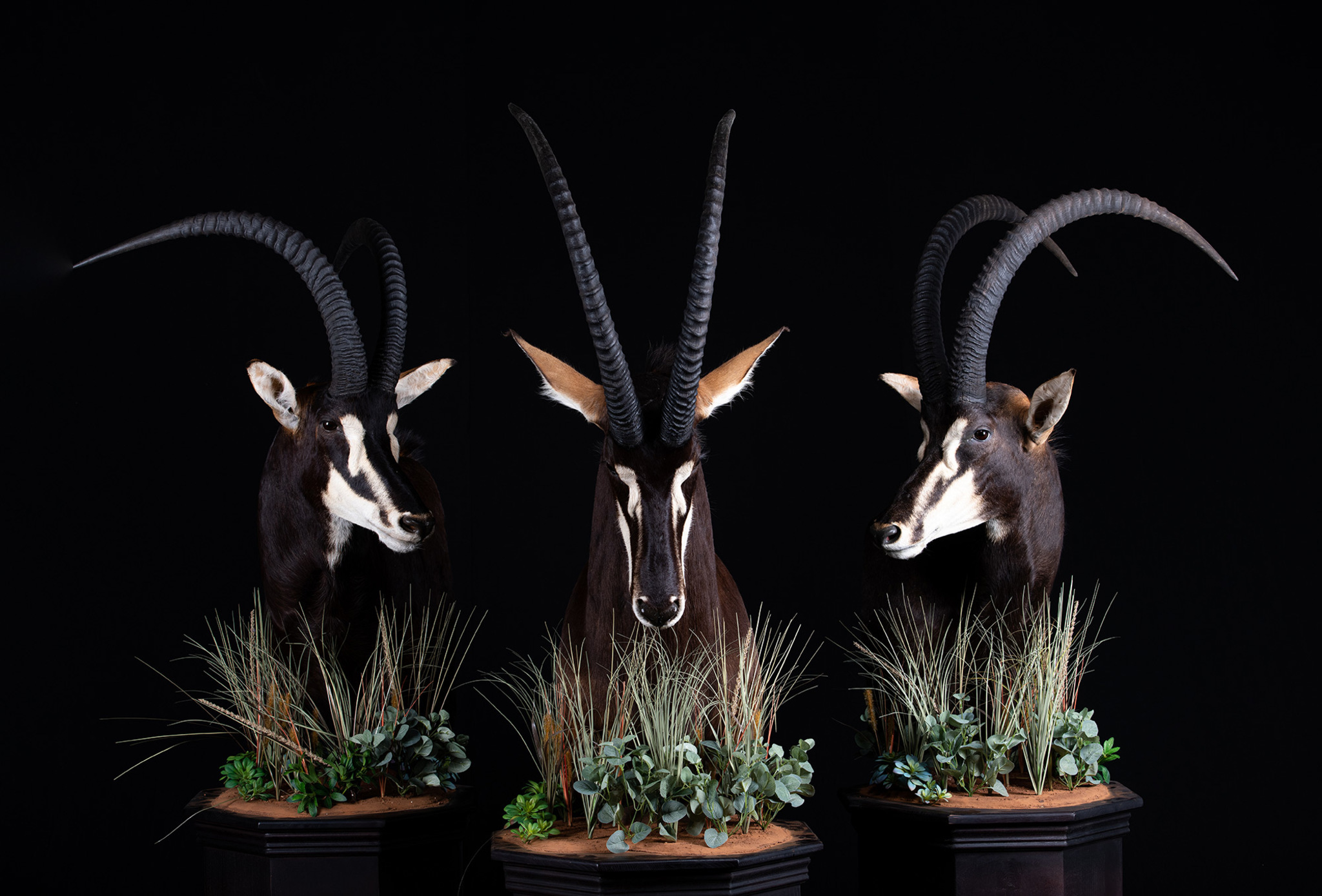 Sable Pedestal mount Taxidermy Habitat Base